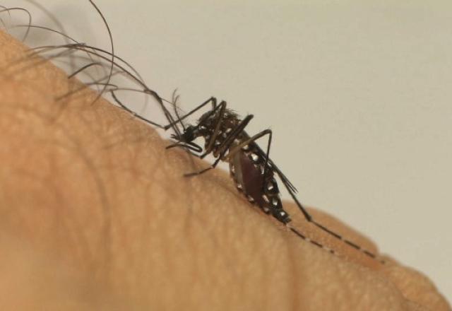 Brasil gasta R$ 3 bilhões por ano com as doenças transmitidas pelo aedes aegypti