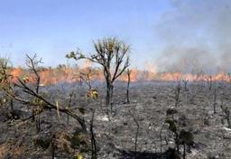 Imagem da notícia A diferença entre incêndio e queimada