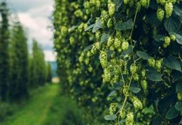 Imagem da notícia Quais os ingredientes de uma boa cerveja?