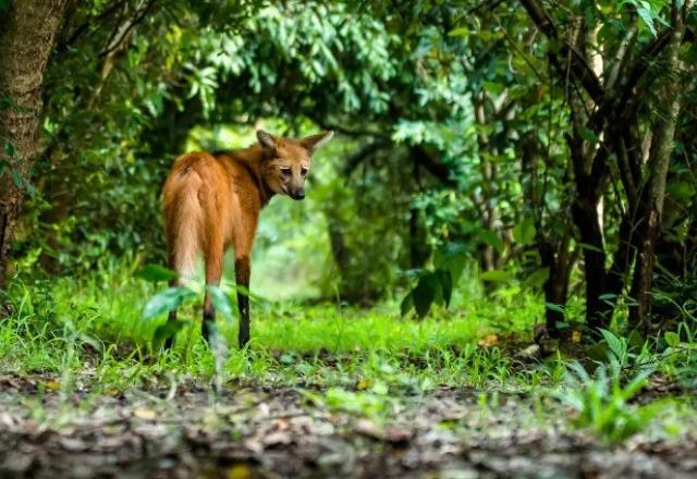 Biólogos comemoram nascimento de três filhotes de lobo-guará no cerrado da Bahia