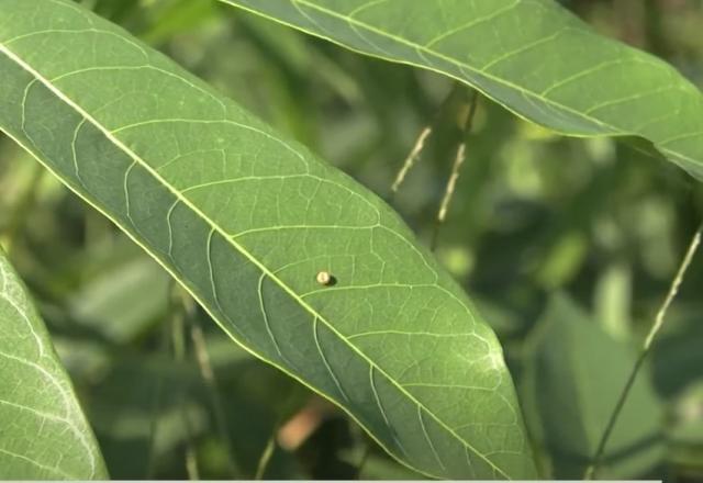 Plantações de mandioca no Acre enfrentam ameaça de praga