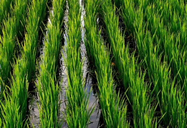 Chuvas e inundações complicam o plantio de arroz no Rio Grande do Sul