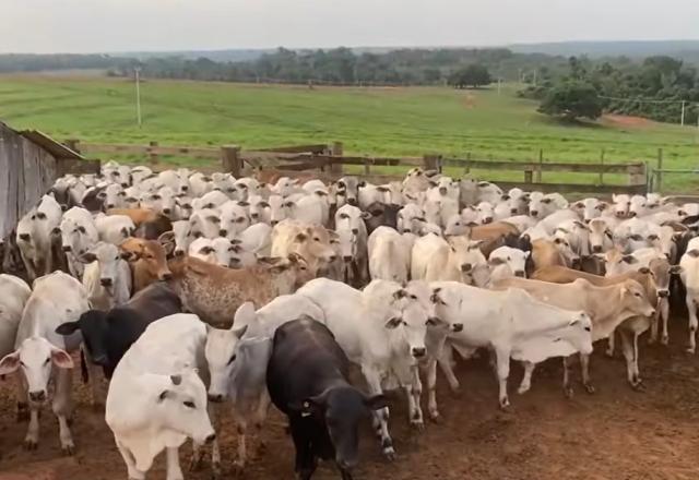 Produtores de Mato Grosso devem informar dados de rebanho e de propriedades até 30 de novembro