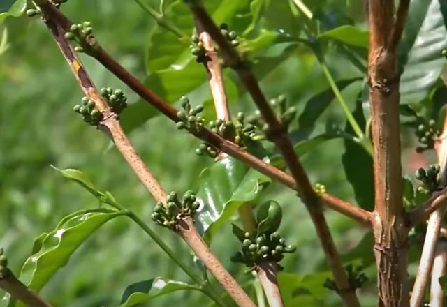 Minas Gerais sedia Semana Internacional do Café