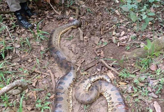 Criança de dois anos é atacada por sucuri de seis metros em Goiás