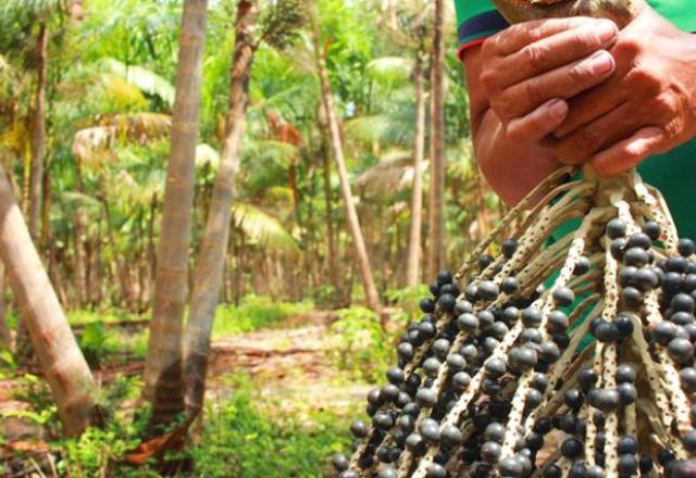 Empresas brasileiras usam COP28 como vitrine para investimentos verdes